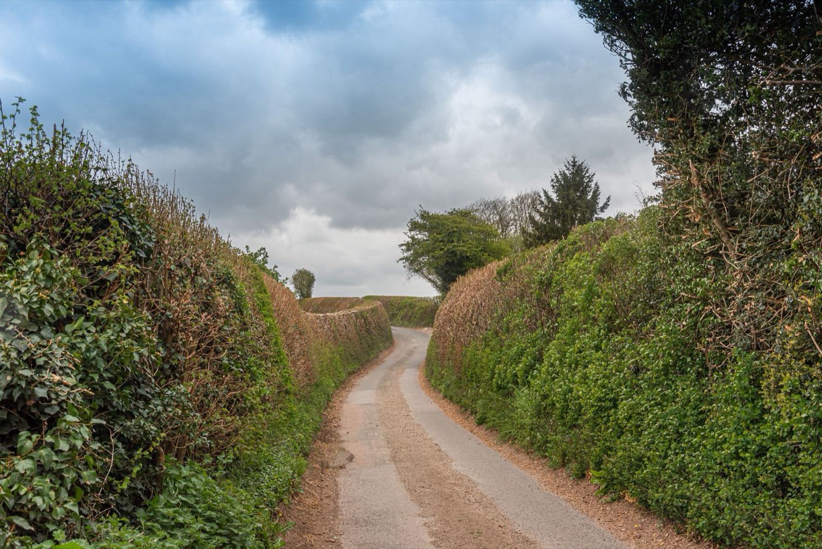 Green Sussex country lane